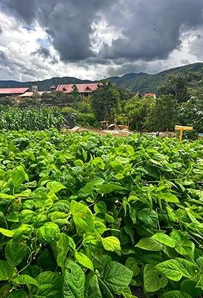Huerto en kusi lodge, en este rincón verde y lleno de vida, cultivamos una variedad de frutas, verduras y hierbas frescas con amor y cuidado.